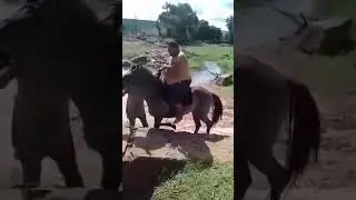 бедный лошадь