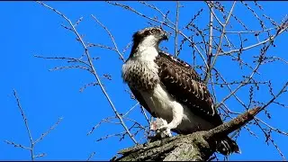 An Osprey Catches A Fish In Central Park, New York City