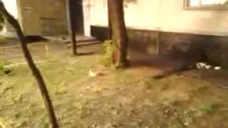 Little pussy cat attacks dove