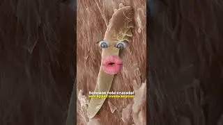 Еда, которую делишь с незваными гостями в кишечнике!