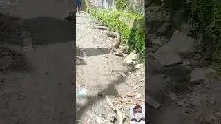 Viral Snake Video || 🔥🤯😱 