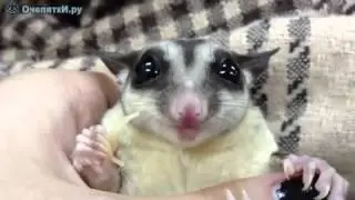 Позитивный зверушка