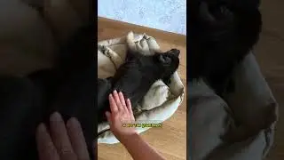 Малышу 2 месяца #собака #алхимияжизни #путешествия