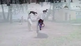 прощай Друг