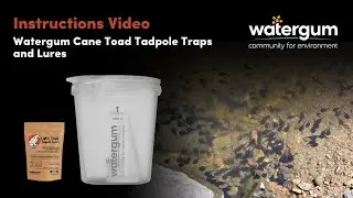 How To Use Watergum Cane Toad Tadpole Traps & Lures