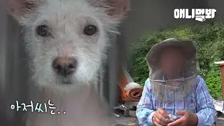 털 없는 강아지들의 주인으로 지목된 남자.. 예상치 못 한 대반전ㅣHeartbreaking Reason Why The Puppies Were Hairless