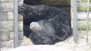 Медведи Кузя, Фома и Маша