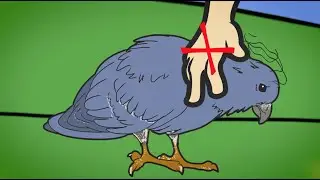 PALOMAS DE CASTILLA