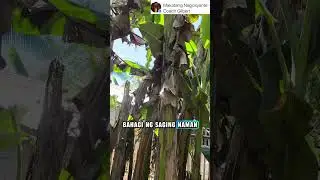 STORY TIME HABANG KUMUKUHA NG SAGING SA PROBINSYA