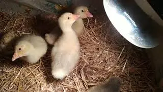 Мама гусочка вывела гусят!!!