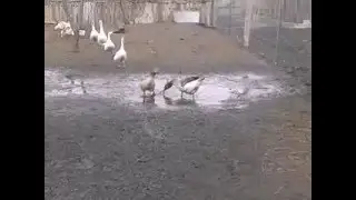 ухаживание гусака за гусыней