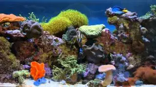 ****Some Stunning 4K Aquarium Tanks for Relaxation #2****