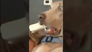 Смешные видео приколы , ужасный ужас