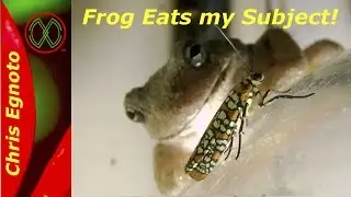 Frog Eats my Subject! - Planthopper nymphs Nature Now!