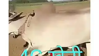 4 G खेती ऐसे होता है / 4 G kheti aise hota hai