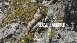 Curious Chamios | Hunting in New Zealand