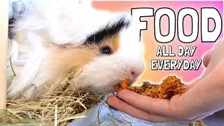 Everything the Guinea Pig Herd Eats in One Day!