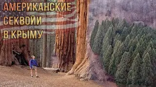 Дерево-исполин, мамонтовое дерево Американские Секвойи в Крыму