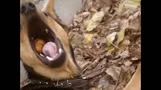 Человек собаке друг