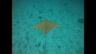 Seltener Adlerrochen im Great Barrier Reef gefilmt