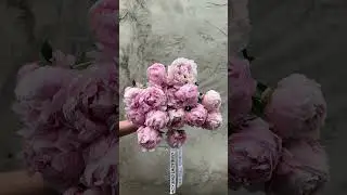 Какие пионы вам нравятся больше всего? Мы не смогли выбрать 🌸 