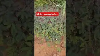 banage muwulidde🙏🙏🙏