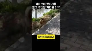 "도대체 왜그래?".. 시바견이 한쪽 다리를 들고 서 있던 까닭