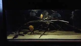 Уару и северумы
