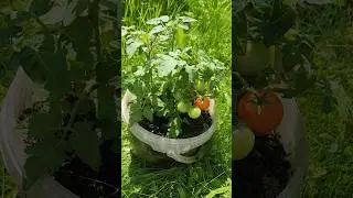 Урожай томата Балконное Чудо. #shorts #shortvideo #дача #огород #урожай #томаты #помидоры #еда #пища