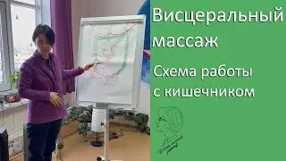 Висцеральный массаж. Схема работы с кишечником