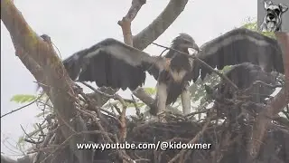 SEA EAGLE Chicks Braving Heavy Downpour