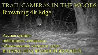 Звери и птицы в парке под ягодной яблоней BROWNING 4K EDGE