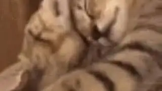 Котятки!_я люблю вас! Подскажите что снимать?