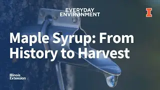 Maple Syrup: From History to Harvest