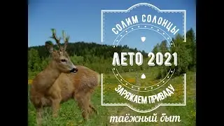 Солонцы в тайге. таёжные будни, косуля на солонцах.