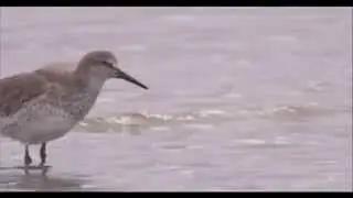 Super Bird!!  Plight of the Red Knot