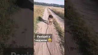 Добрай раніцы