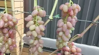 Воплощение , Экскалибур , Мальчик с пальчик , Богема