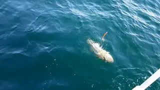 19 07 20  Выдача началась 1