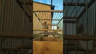 Красивое пение коноплянки