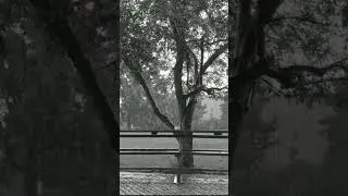 🌧️Nature Sonority🌧️ 