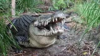 Crocodile attacks elephant, pig, impala   Animal attacks   Crocodile kills lion!