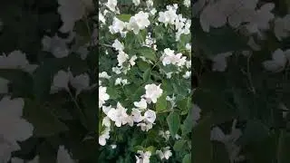 ЖАСМИН ЦВЕТЁТ !!!