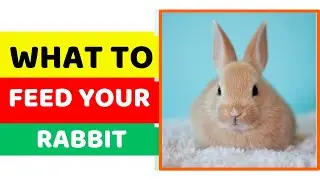 What to Feed Your Pet Rabbit