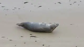 Seal on Sheringham beach this morning