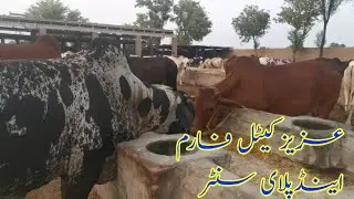Aziz Cattle Farm & Palai Center