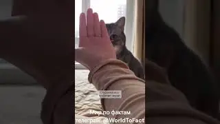 как удержать кошку на руках #кошки #советы