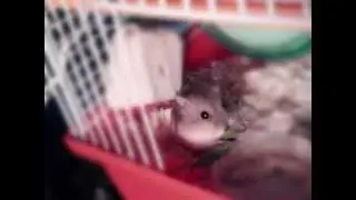 Goodbye my little beloved friend