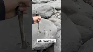 Collecting Fossils From A HIDDEN Beach! 😱🐊🔨