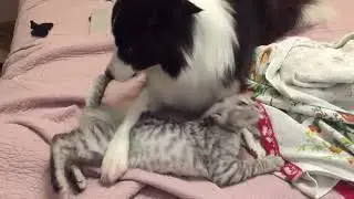Собачья - кошачья дружба вторая серия
